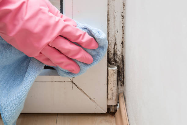 Best Health and Safety Mold Remediation in USA